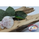 Víbora artificial micro Sábalo 3,5 cm-2,5 gr Col hundida naranja / verde FC.V323