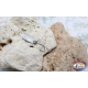 Cucchiaino Ondulante Trout Area - Spoon 2,3 gr - 3,1 cm - Argento