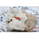 Löffel wellenförmige Forelle Bereich-Löffel 2,8 gr-3 cm - Rot gestromt