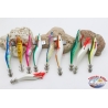 Totanare squ or-Zuri Squid J
