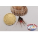 10 Ancorette montate con piume e filamenti, VMC con occhiello size 14 FC.AC15