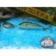 Blue Fox vibrax Rapala Finlandia Colore: minnow2