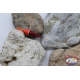Lot of floats 20 pieces of 0.70 gr