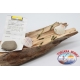 Confezione da 10 anguilline ragloo Mepps 4,5cm col. verde scuro FC.P133