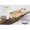 Bass Pro Shops® Flashy Times® Spoon - 1-6 oz.