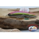 Artificiale LIVEBAIT MINNOW, Yo-zuri, 11cm -20gr Col.ASD-anteprima