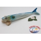 Fling fish, Z O-ZURI, 39 cm-750 gr approx. FC. BR66