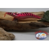 GAMBERO TOTANARE SQUID JIG , Yo-zuri, size: 4.5, Col.AT/8-anteprima