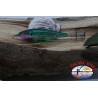 SQUID JIG ULTRA de la LENTILLE, Yo-zuri, taille: SS. Le colonel 24. FC.AR573
