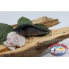 Artificial Lipless Minno V Viper 7cm-18,5 gr Sinking col. violet FC.V330